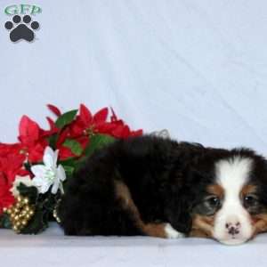 Benito Baby, Mini Bernedoodle Puppy